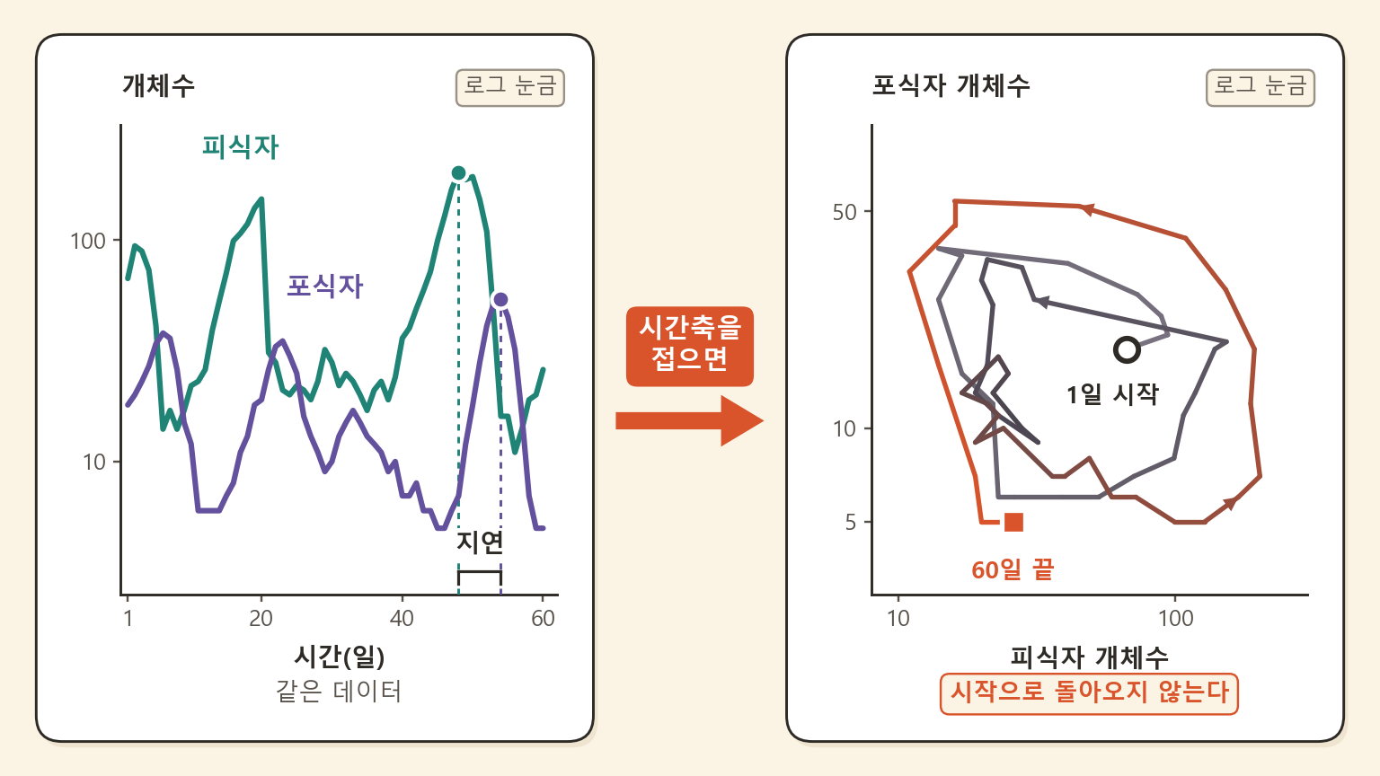 카드 두 장을 나란히 놓은 그림. 왼쪽 카드에는 로그 눈금 시간축 위에 피식자(청록)와 포식자(보라) 개체수 곡선이 이름표를 달고 그려져 있고, 두 곡선의 정점에 점을 찍은 뒤 그 사이를 '지연'이라고 표시했다. 오른쪽 카드에는 같은 데이터를 로그-로그 위상평면에 옮긴 궤적이 있고, 빈 원으로 찍은 '1일 시작'과 네모로 찍은 '60일 끝'이 서로 멀리 떨어진 채 '시작으로 돌아오지 않는다'는 딱지가 붙어 있다. 두 카드 사이는 '시간축을 접으면' 화살표가 잇는다