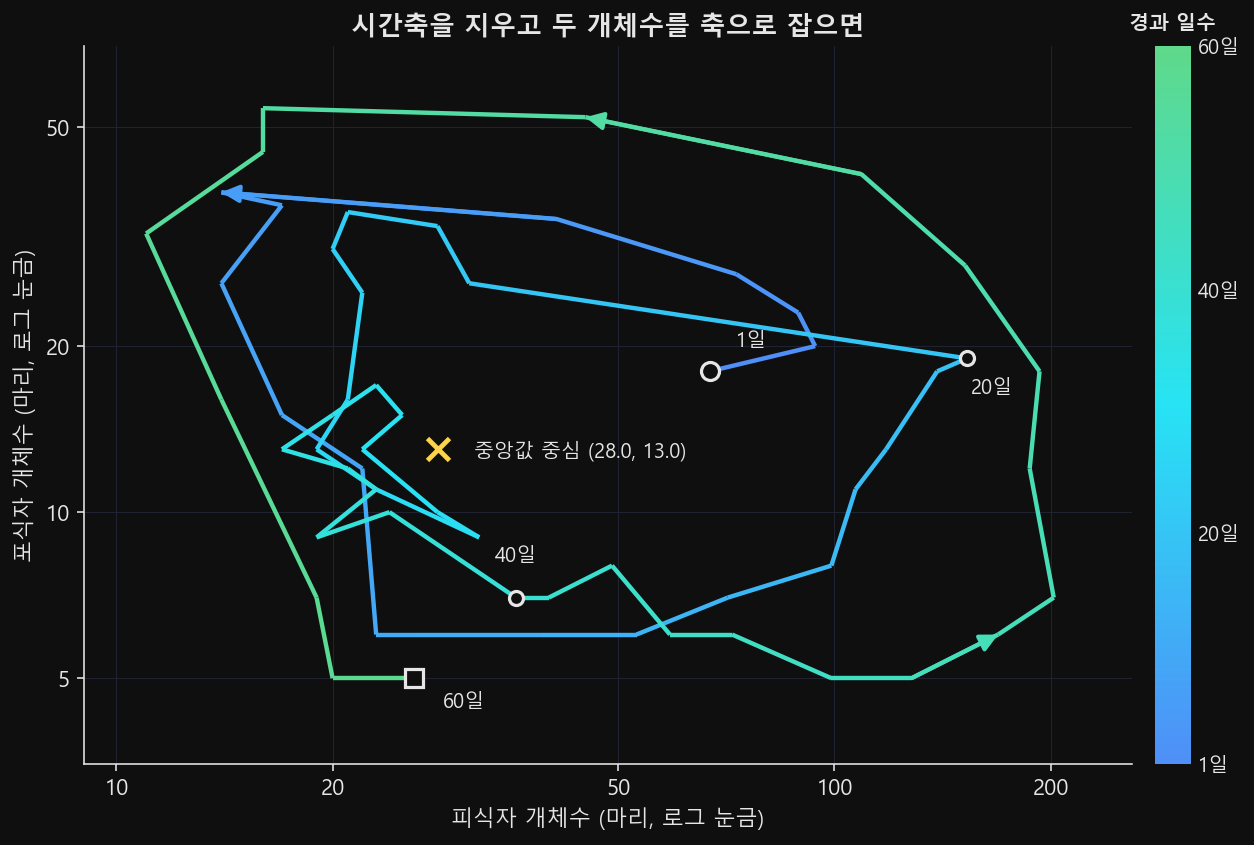 시드 42의 60일 궤적을 피식자×포식자 로그-로그 평면에 그린 위상 초상. 선 색이 경과 일수에 따라 변하고 진행 방향 화살표가 붙어 있으며, 중앙값 중심 자리에 X 표시가 있다